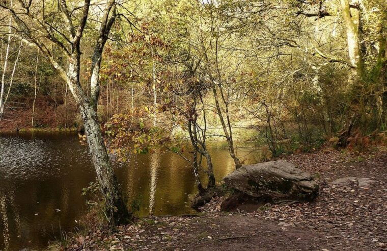 From Rennes: Brocéliande and Carnac Day Trip - Dining Experience and Local Cuisine