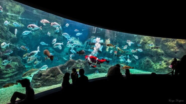 From Rethymno: Day Trip to Dinosauria Park and Cretaquarium - Good To Know
