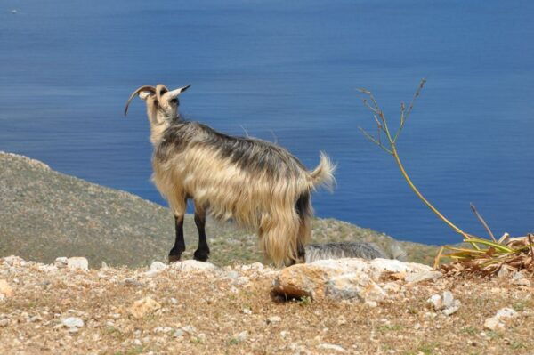 From Rethymno: Knossos, Agios Nikolaos, and Spinaloga Tour - Additional Information and Logistics