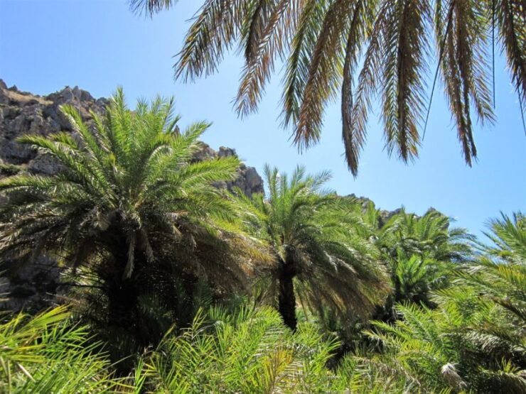 From Rethymno: Preveli Palm Forest Hike and Beach Day Trip - Experience Highlights