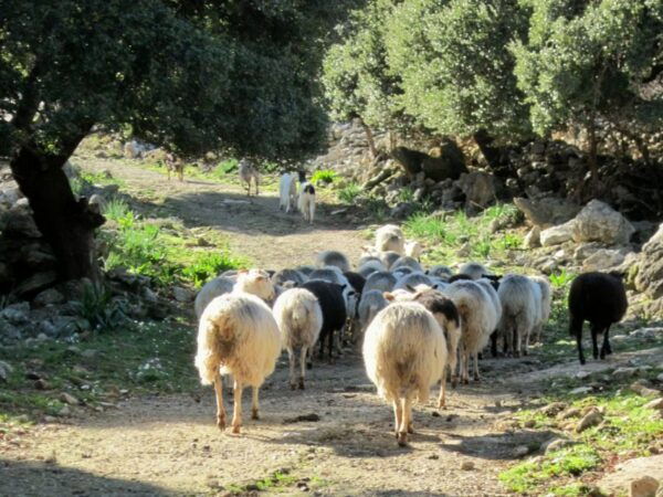 From Rethymno: Private Day Trip to 2 Unknown Gorges & Snacks - What to Expect