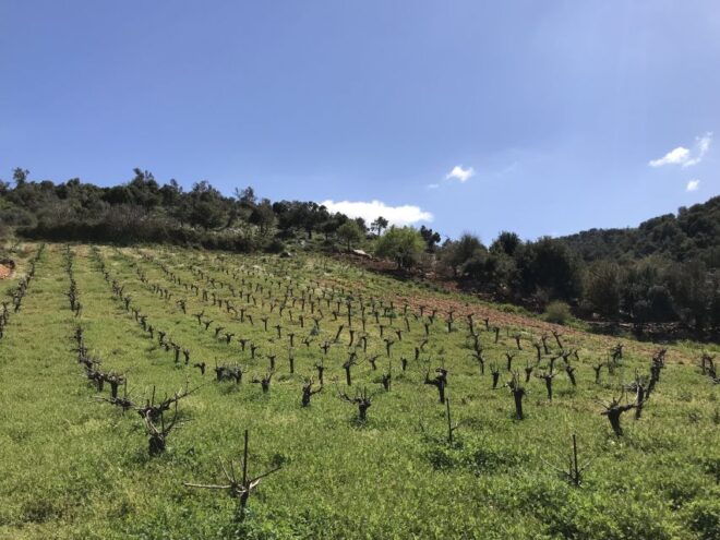 From Rethymno: the Cretan Way of Life in the Mountains - Honey Extraction and Family Secrets