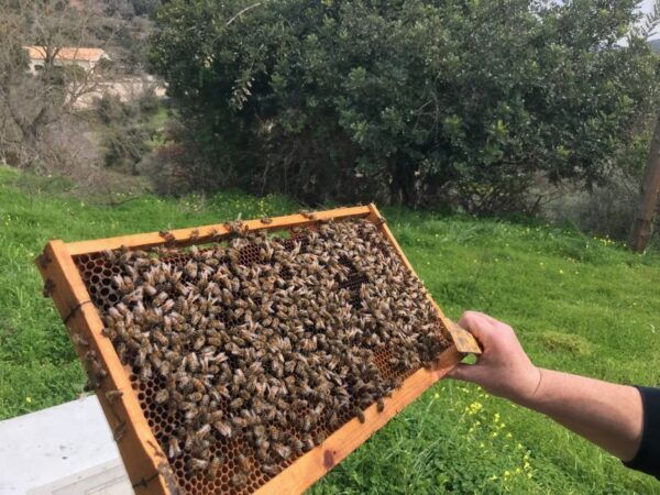 From Rethymno: the Cretan Way of Life in the Mountains - Common Questions