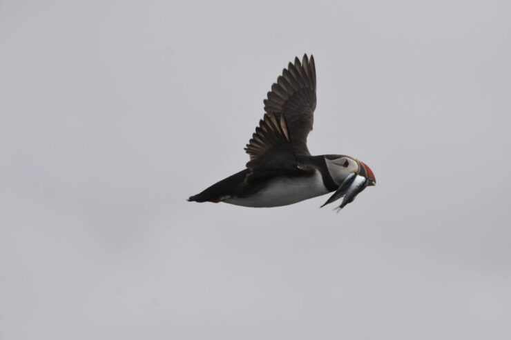 From Reykjavik: 2-Hour Whale & Puffin Watching RIB Boat Tour - Tour Details