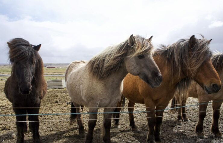 From Reykjavik: 6-Day Ring Road Icelandic Adventure - Good To Know