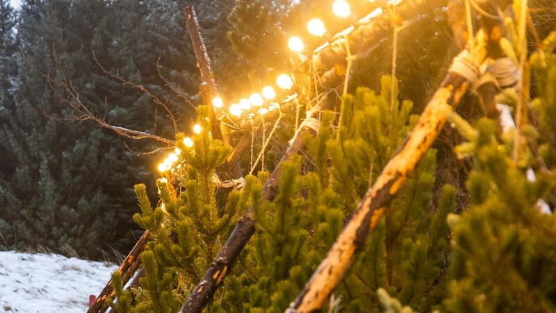 From Reykjavík: Christmas Market and Yule Lads Driving Tour - Final Thoughts