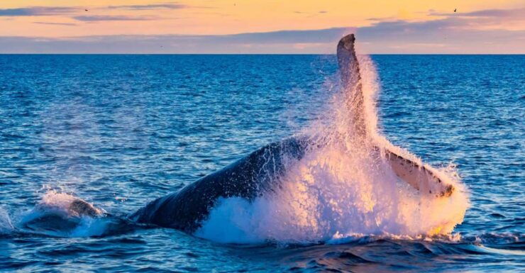From Reykjavik: Full Day Whale Watching & Golden Circle Tour - Highlights
