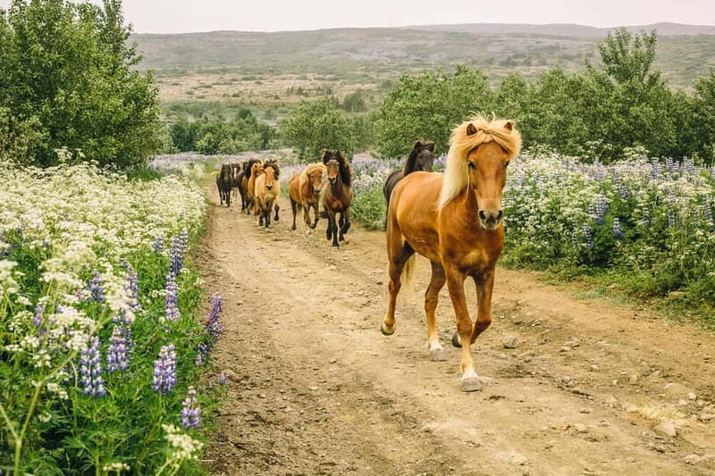 From Reykjavík: Icelandic Horse Riding Tour in Lava Fields - Introduction: Why This Icelandic Horse Riding Experience Stands Out