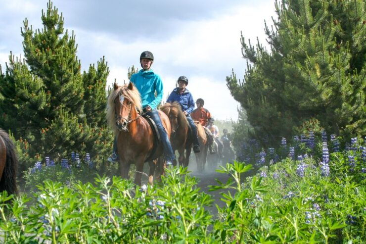 From Reykjavík: Icelandic Horse Riding Tour in Lava Fields - Booking Information