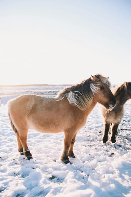 From Reykjavik: Private Golden Circle & Blue Lagoon Transfer - Booking Information