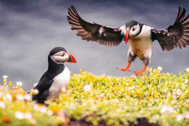 From Reykjavik: Puffin and Volcano Tour in Westman Islands - Inclusions