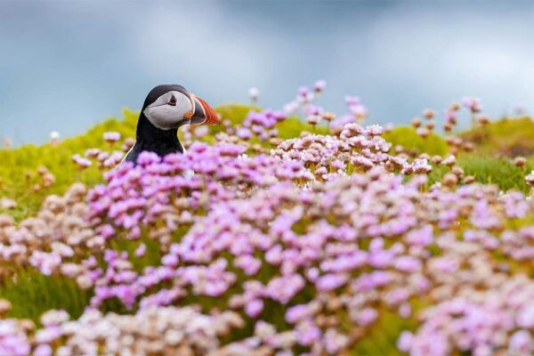 From Reykjavik: Puffin and Volcano Tour in Westman Islands - Scenic Ferry Ride