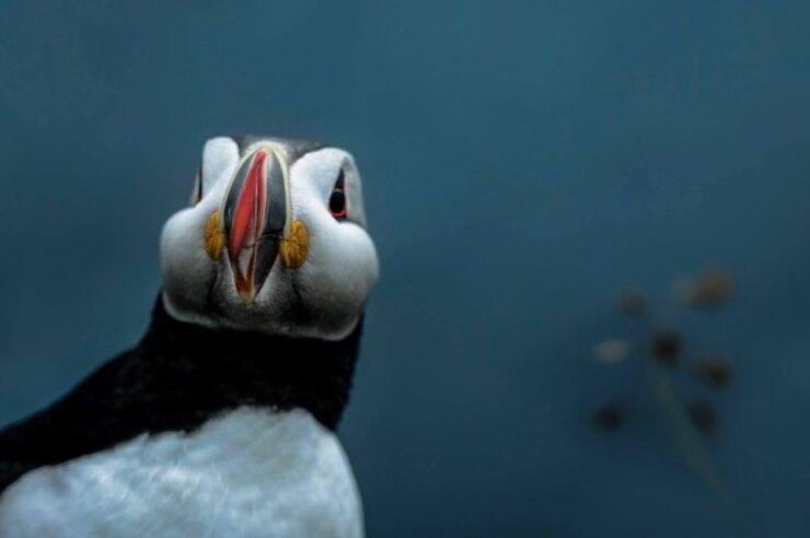 From Reykjavík: Small Group South Coast Day Tour - Tour Highlights