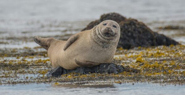 From Reykjavik: Snaefellsnes Peninsula by VAN and Photos - Cancellation and Payment