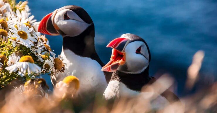 From Reykjavik: Vestmannaeyjar Islands, Puffins &Volcanoes - Good To Know