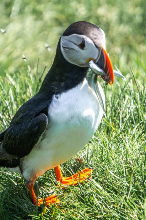 From Reykjavik: Vestmannaeyjar Islands, Puffins &Volcanoes - Itinerary Highlights