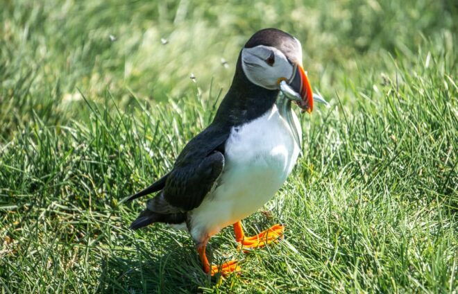 From Reykjavik: Vestmannaeyjar Islands, Puffins &Volcanoes - Wildlife Encounters