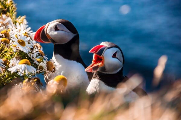 From Reykjavik: Vestmannaeyjar Islands, Puffins &Volcanoes - Eldheimar Museum Visit