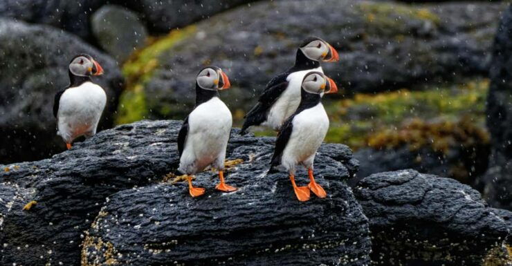 From Reykjavik: Westman Islands and South Coast Private Tour - Good To Know