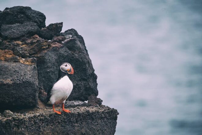 From Reykjavik: Westman Islands and South Coast Private Tour - Transportation and Logistics