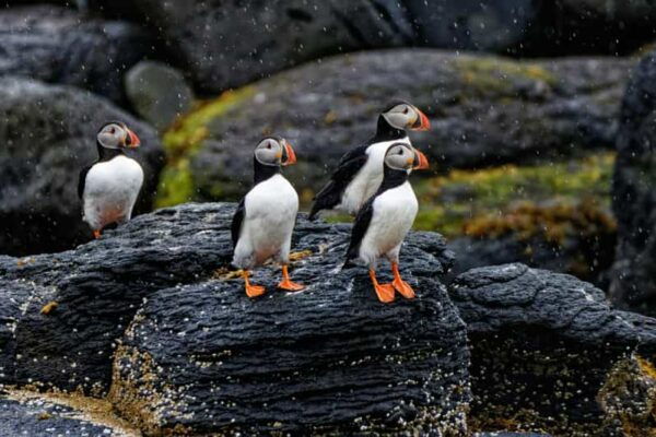 From Reykjavik: Westman Islands and South Coast Private Tour - Experiencing Westman Islands