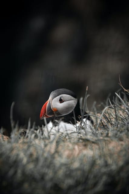 From Reykjavik: Westman Islands With Ferry and Van PRO Photo - Scenic and Cultural Attractions