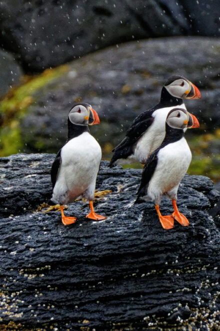 From Reykjavik: Westman Islands With Ferry and Van PRO Photo - Professional Photos Included