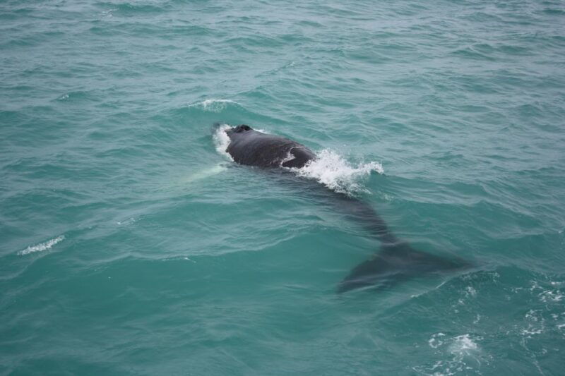 From Reykjavik: Whale Watching Tour - Who This Tour is Best For