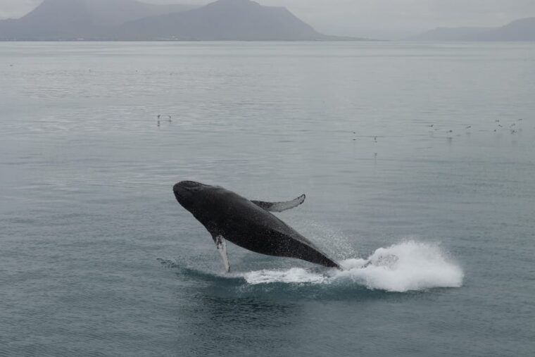 From Reykjavik: Whale Watching Tour - FAQ