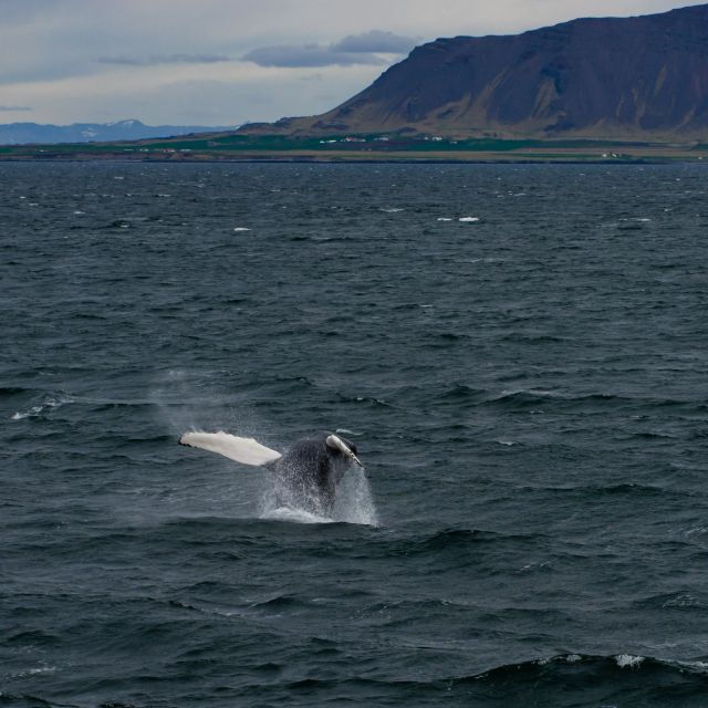 From Reykjavik: Whale Watching Tour - Final Thoughts