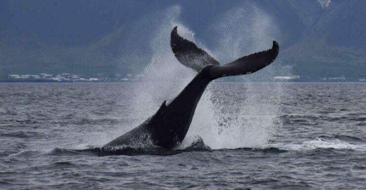 From Reykjavik: Whale Watching Tour by Fast Catamaran - Booking and Payment Information