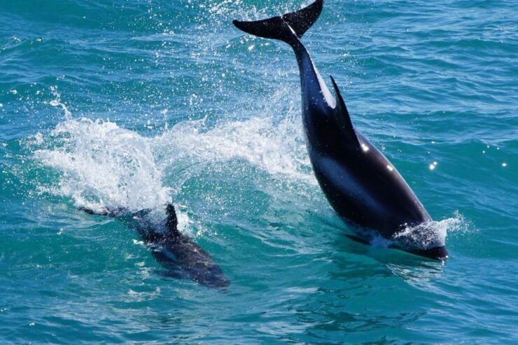 From Reykjavik: Whale Watching Tour by Fast Catamaran - Activity Details
