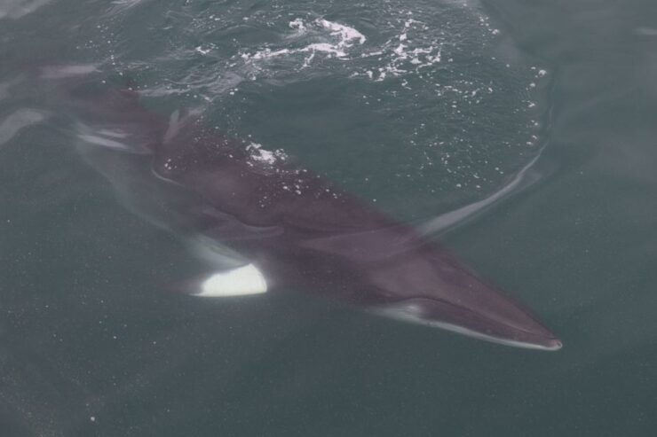From Reykjavik: Whale Watching Tour by RIB Boat - Experience Highlights