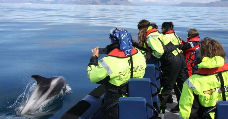 From Reykjavik: Whale Watching Tour by Speedboat - Activity Information
