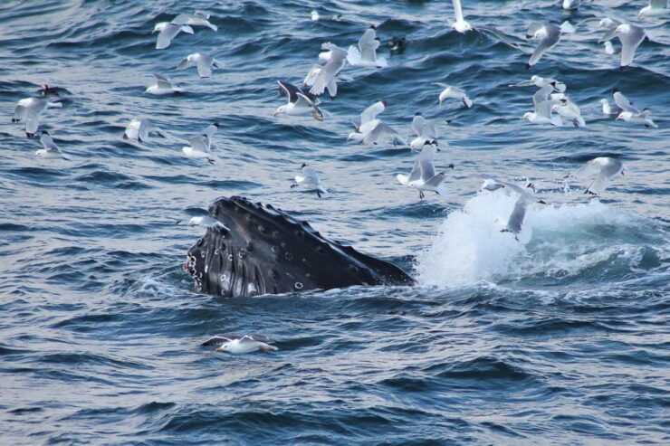From Reykjavik: Whale Watching Tour - Booking Details