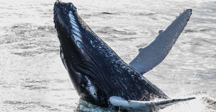 From Reykjavik: Whales and Northern Lights Boat Tour - Experience Highlights