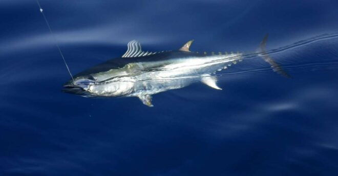 From Rhodes: Half or Full-Day Fishing in The Mediterranean - Meeting Point and Transfers