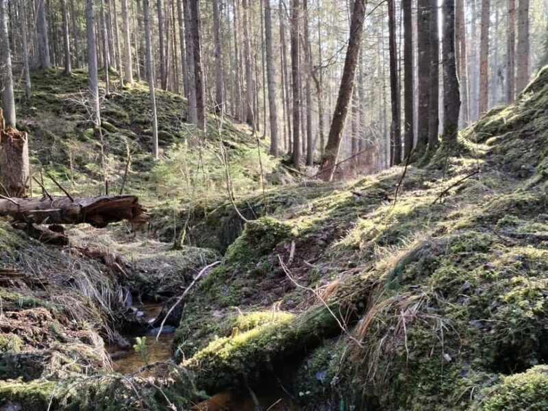 From Riga: Ligatne Village and Gauja River National Park - The Guided Experience