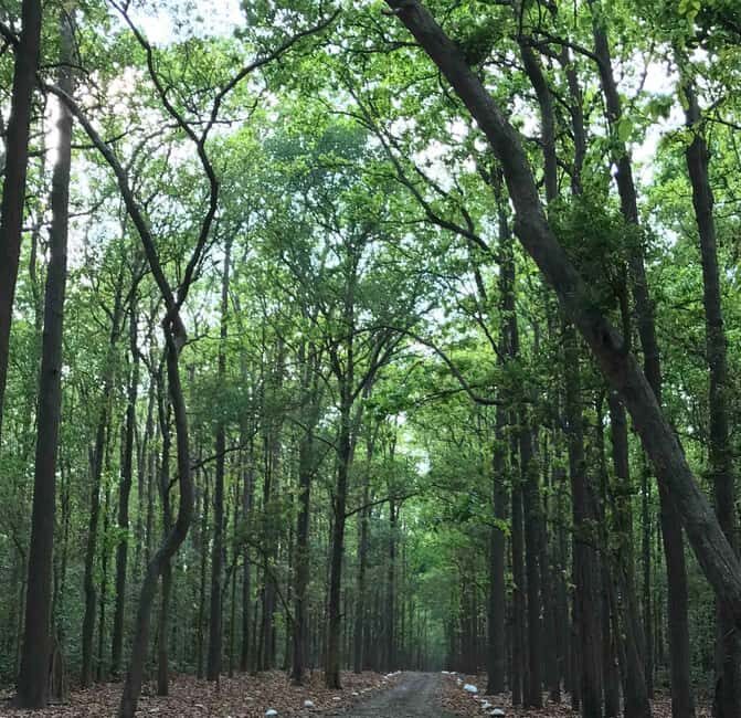 From Rishikesh: Rajaji National Park Half-Day Tour - What to Expect from the Tour