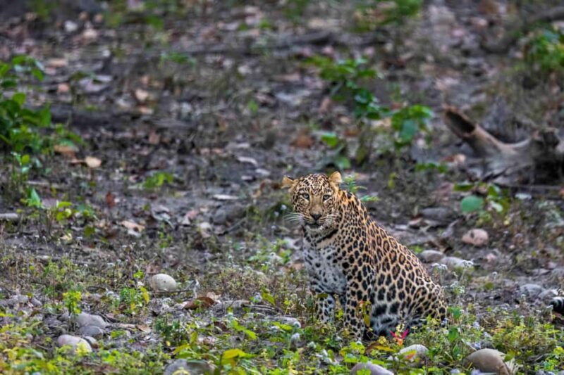 From Rishikesh: Rajaji National Park Half-Day Tour - An In-Depth Look at the Tour