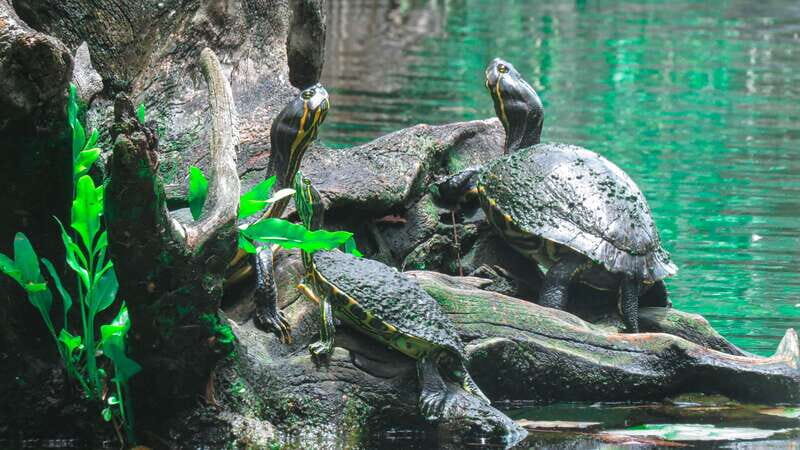 From Riviera Maya: 3 Cenotes Adventure Tour with Lunch - The Itinerary: What You Can Expect from Start to Finish  