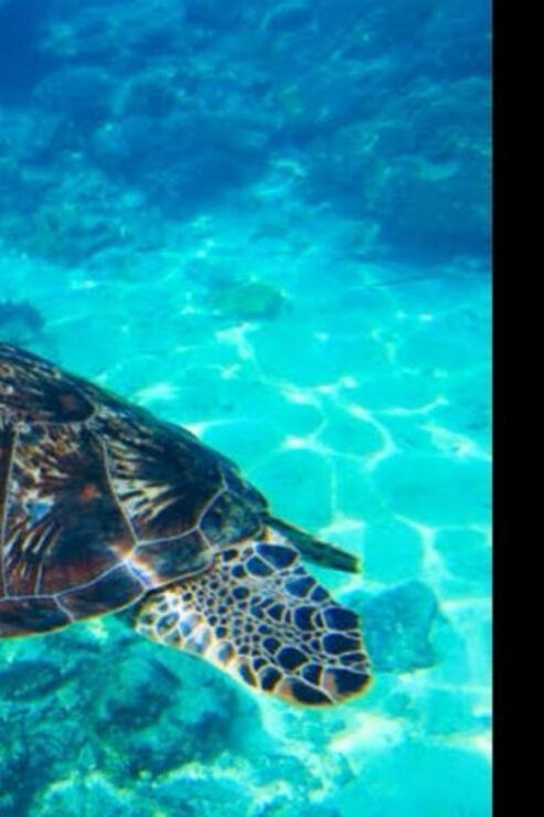 From Riviera Maya: 3 Cenotes Snorkeling Tour - Good To Know