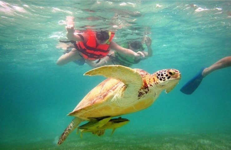 From Riviera Maya: Cenotes & Akumal Turtle Swim Trip - Experience Highlights