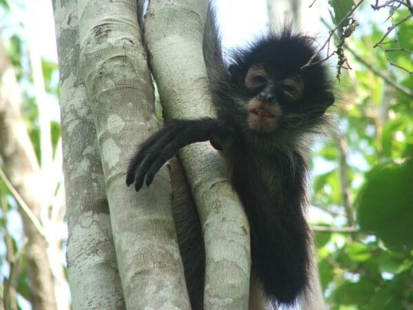 From Riviera Maya: Coba, Punta Laguna and Cenote Day Trip - Customer Feedback