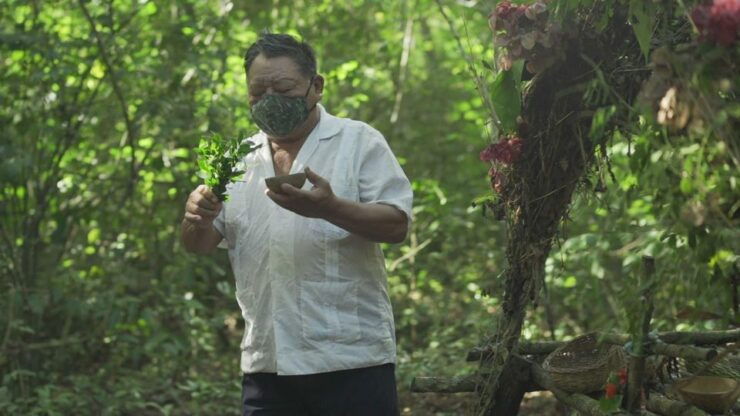 From Riviera Maya : Coba, Punta Laguna & Cenote Day Trip - Booking Details