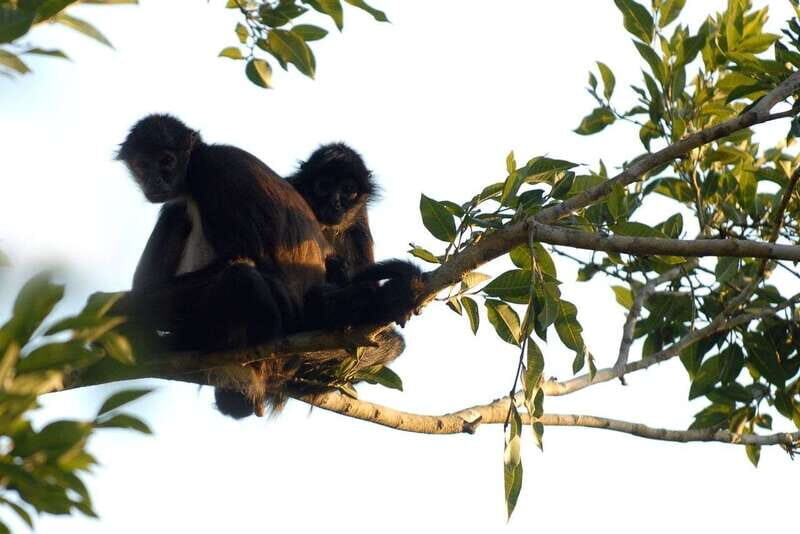 From Riviera Maya: Coba, Punta Laguna & Cenote Guided Trip - Is This Tour Right for You?