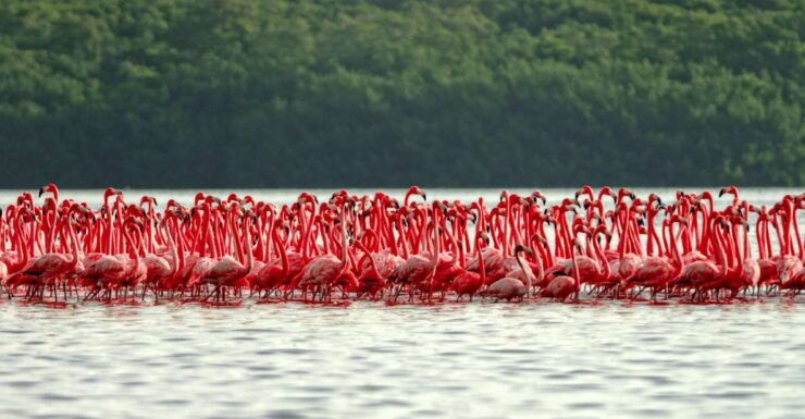 From Riviera Maya: Las Coloradas Y Rio Lagartos Tour - Tour Details
