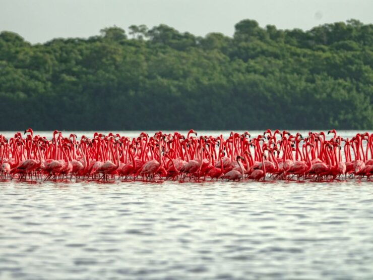 From Riviera Maya: Las Coloradas Y Rio Lagartos Tour - Tour Experience