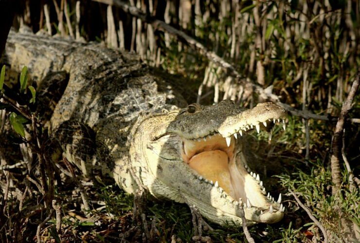 From Riviera Maya: Sian Ka'an Half Day Tour W/ Lunch - Experience