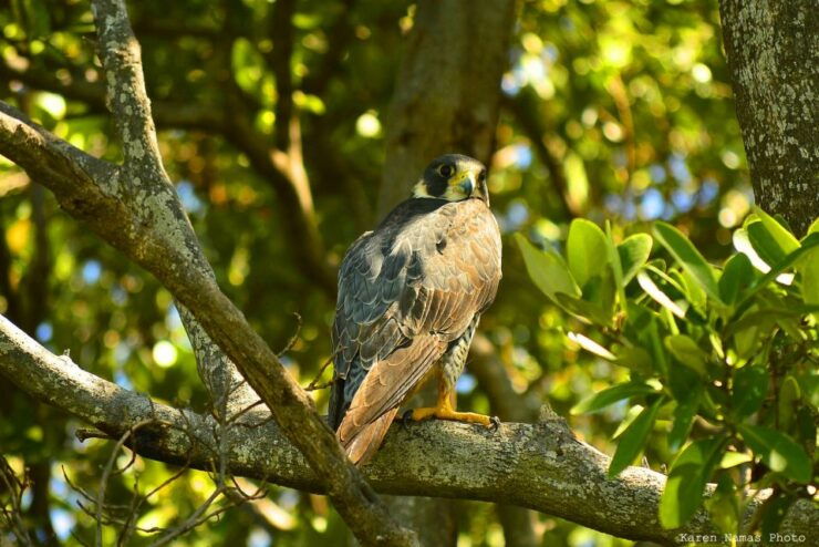 From Riviera Maya : Sian Ka'an Muyil Birdwatching With Guide - Birdwatching Experience